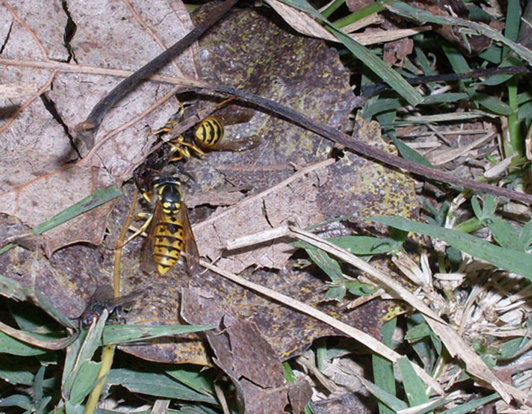 Vespula germanica che spolpano un Acridiidae